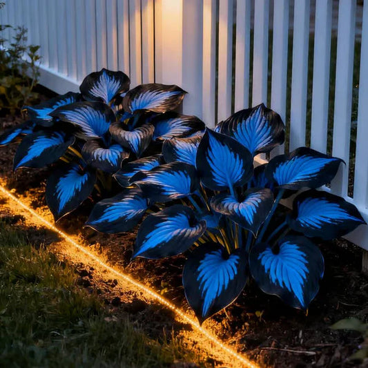 🌿Semillas de Hosta - Galaxia azul de Dios💖🔥1 paquete - 100 semillas Aprox. (5 gr.)